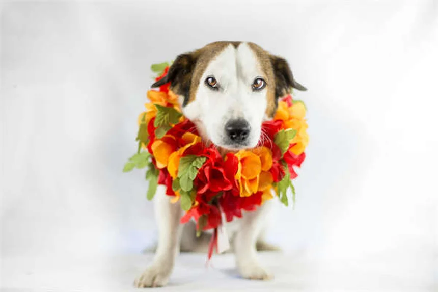 5 Métodos Naturais para Acalmar um Cão Nervoso em Casa