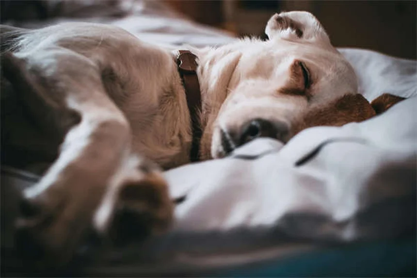 5 remédios naturais para aliviar a dor do seu gato (comprovados!)