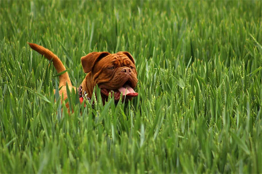 Ibuprofeno para cães: Perigo mortal que você precisa conhecer