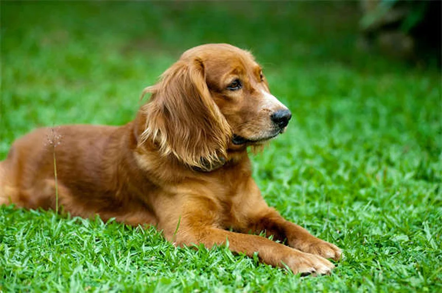 Alergias Sazonais em Cães: Sintomas e Tratamentos Eficazes
