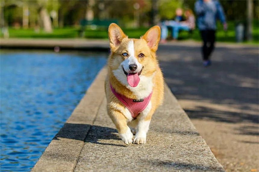 7 Métodos Infalíveis para Limpar as Patas do Seu Cão