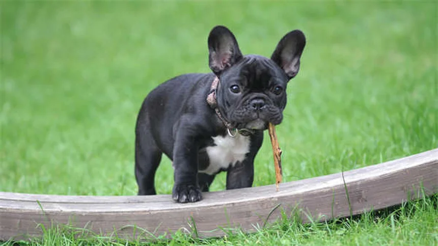 7 Métodos Infalíveis para Limpar as Patas do Seu Cão