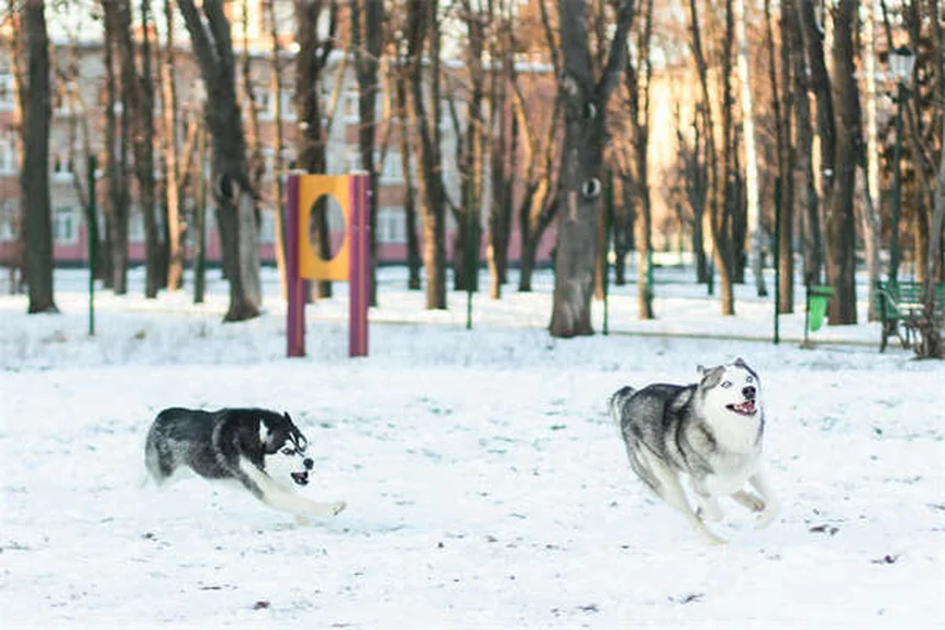 Cães enxergam no escuro? Descubra os segredos da visão noturna canina!