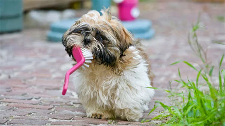 5 Dicas Essenciais para Cuidar do Seu Cão Após Exercício