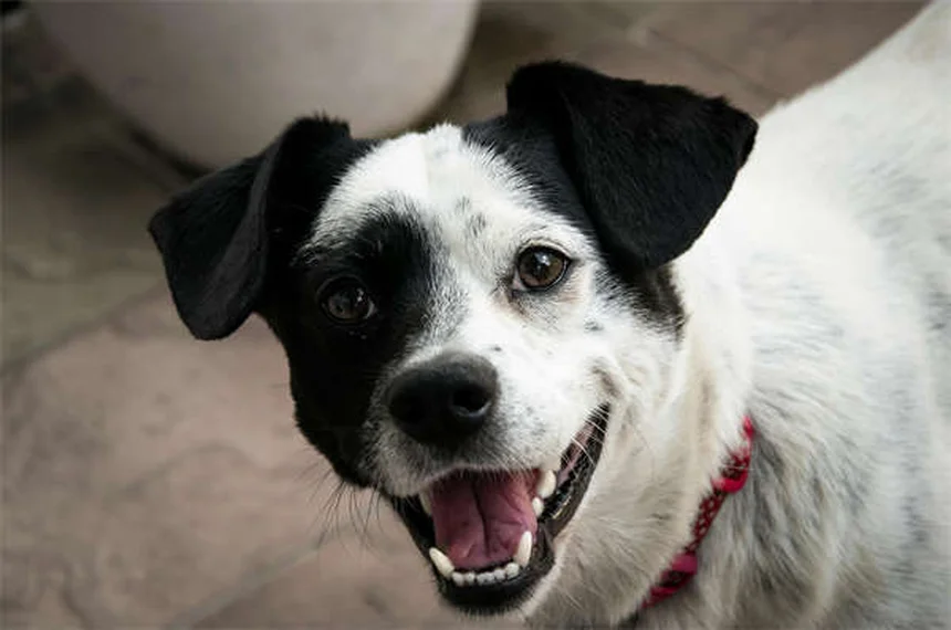 Os animais sentem saudades? Descubra a emocionante verdade
