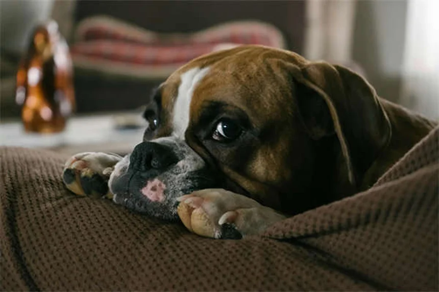 Os animais sentem saudades? Descubra a emocionante verdade