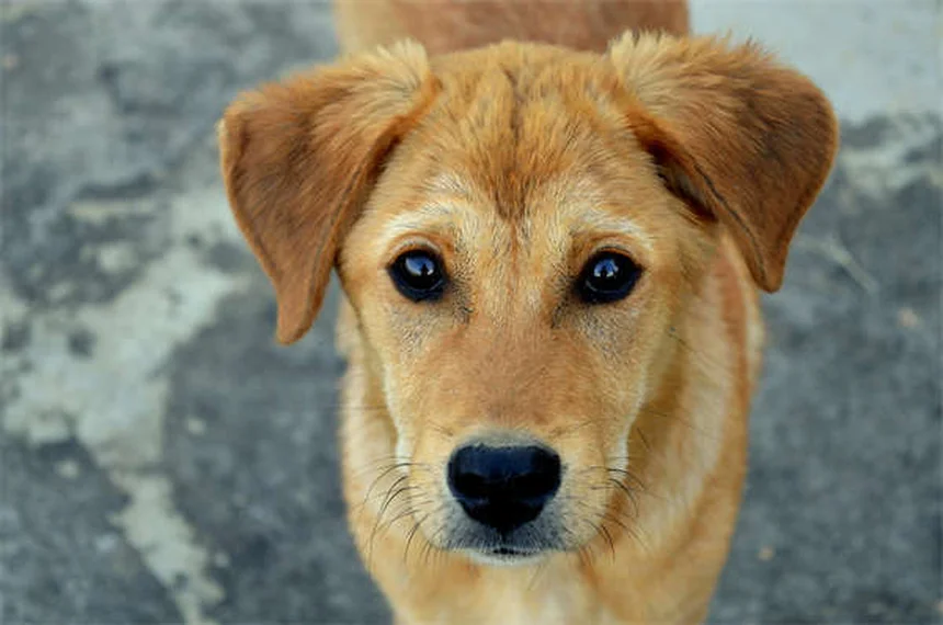 5 Dicas Essenciais para Preparar Seu Reboque de Cavalos com Segurança
