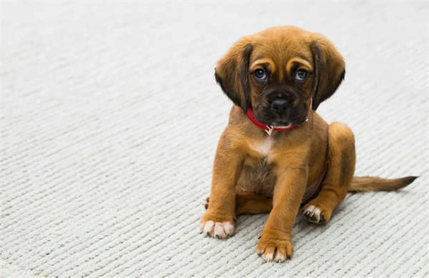 Exames essenciais para cães: guia completo por idade em Portugal