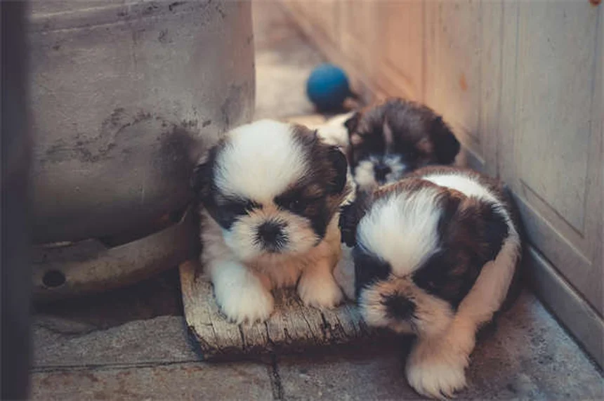 Exames essenciais para cães: guia completo por idade em Portugal