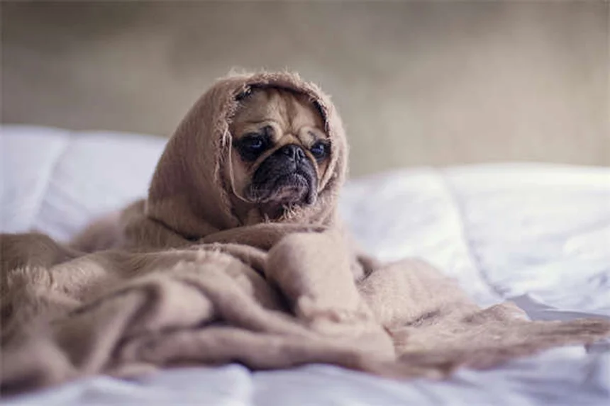 Os 10 gatos mais inteligentes: descubra quais raças são verdadeiros gênios felinos!