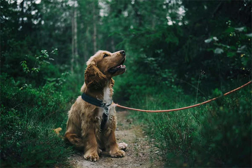 Abscessos em Coelhos: Sintomas, Tratamento e Prevenção